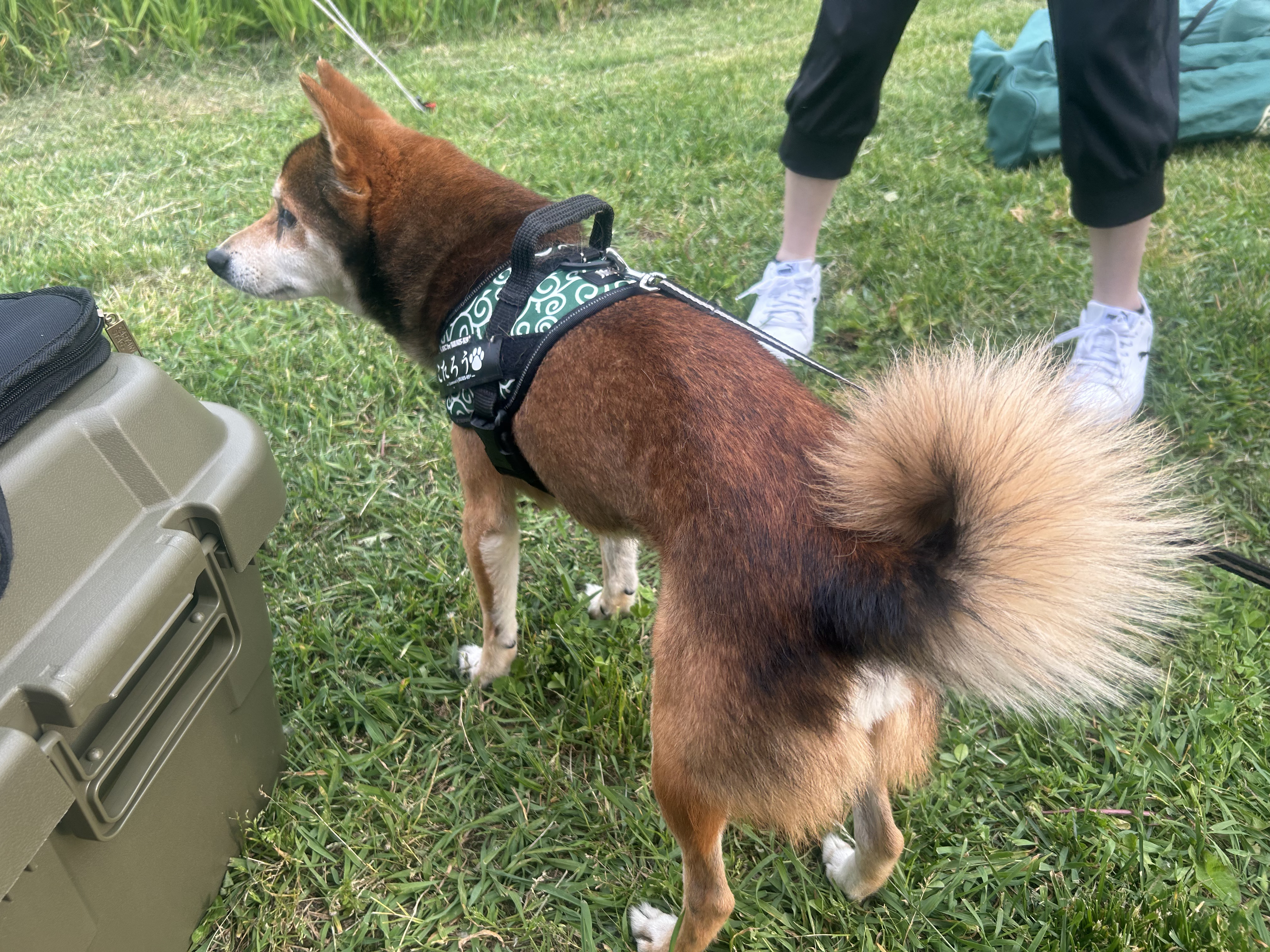 利用者が連れていた柴犬