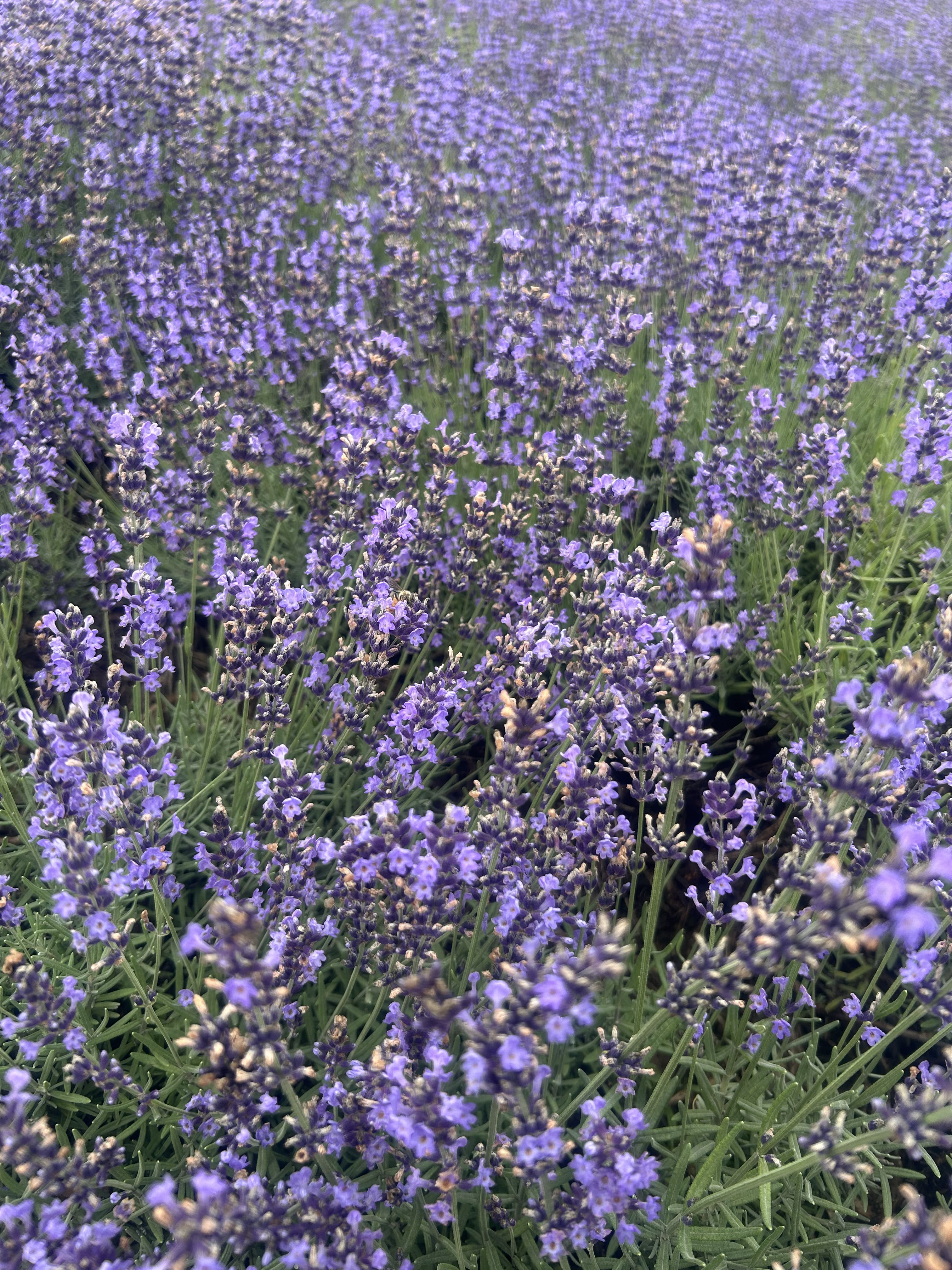 ラベンダーのクローズアップ