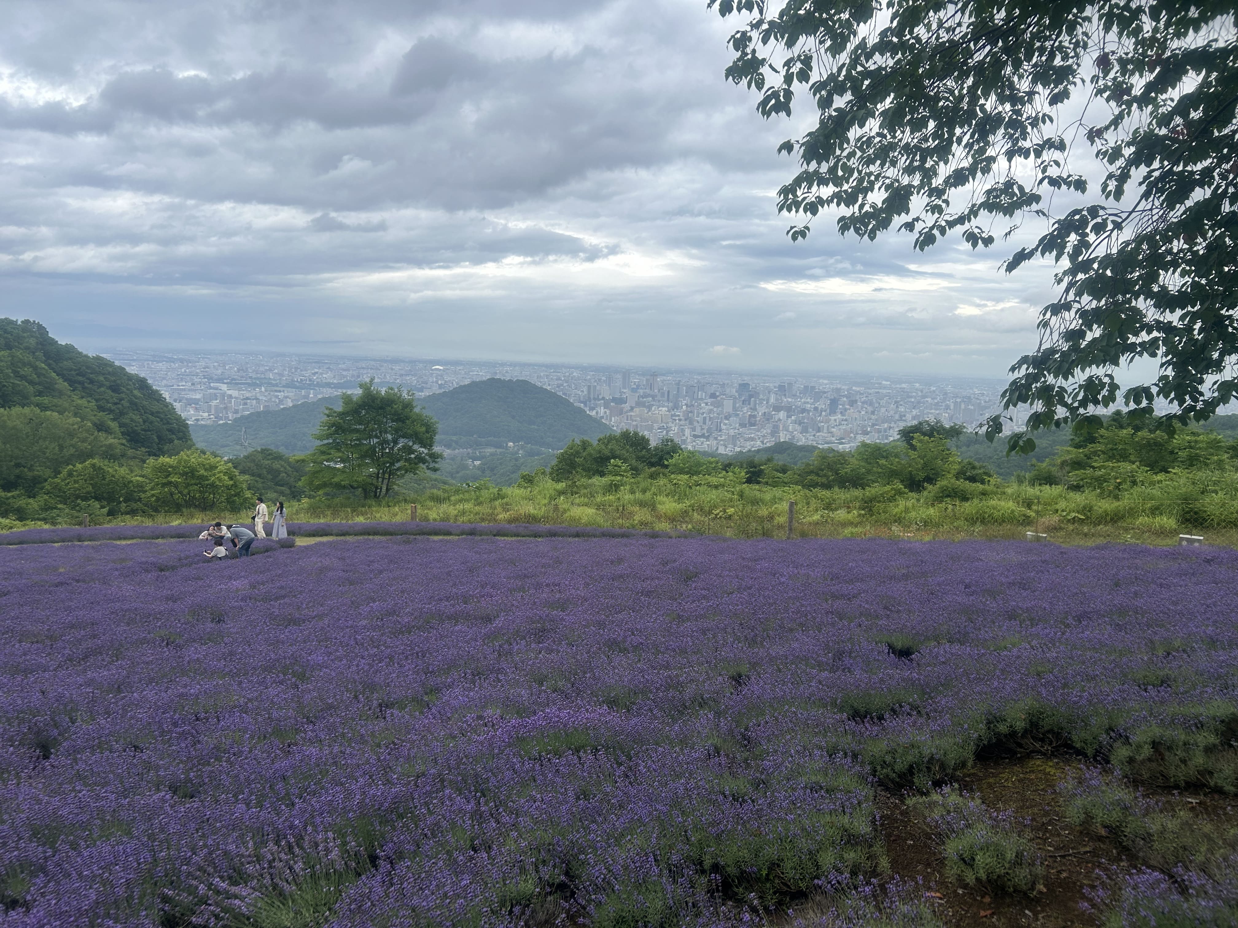 ラベンダー畑と札幌の景色