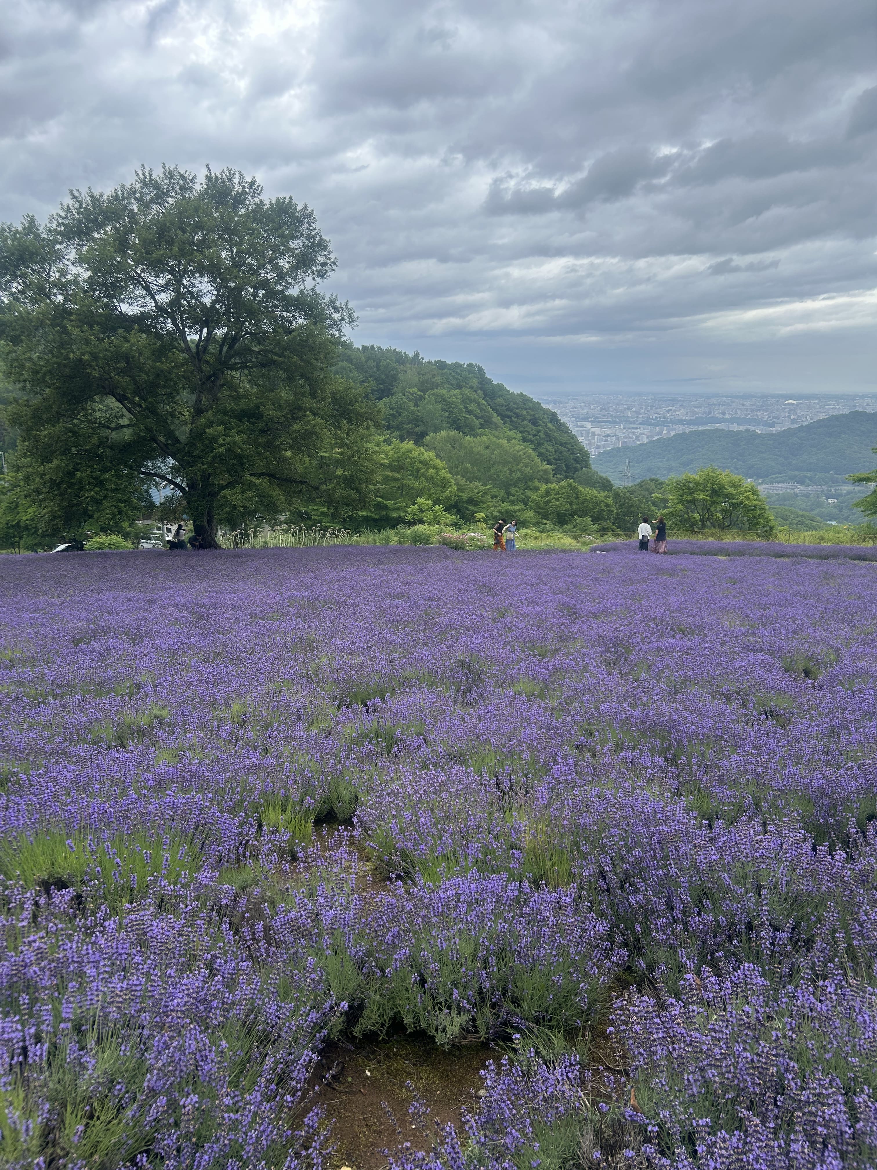 【札幌・絶景スポット】ほろみ峠のラベンダー畑で味わう札幌の景色と自然