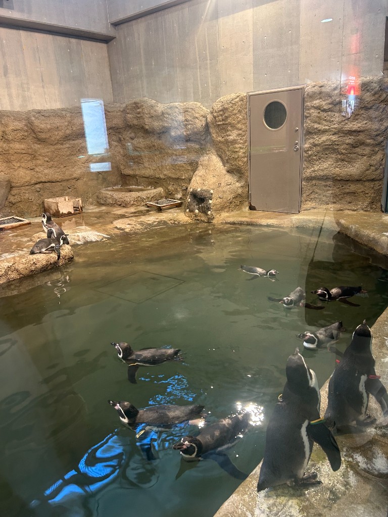 春から秋の動物園の雰囲気(ペンギンなど)