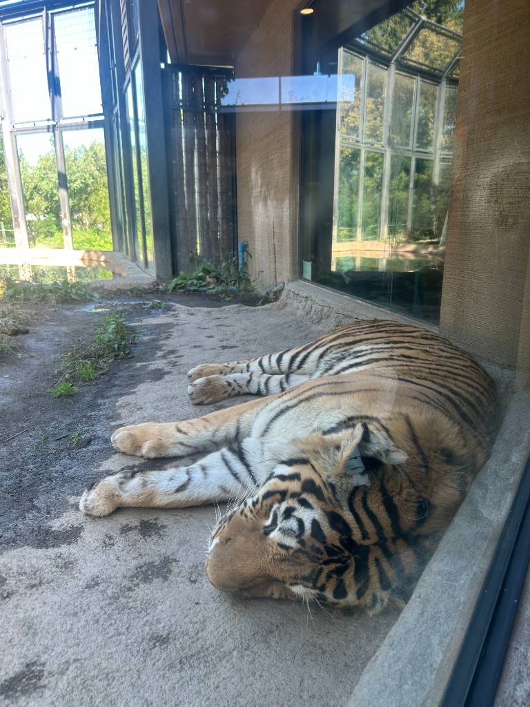 ガラス越しに見るトラ