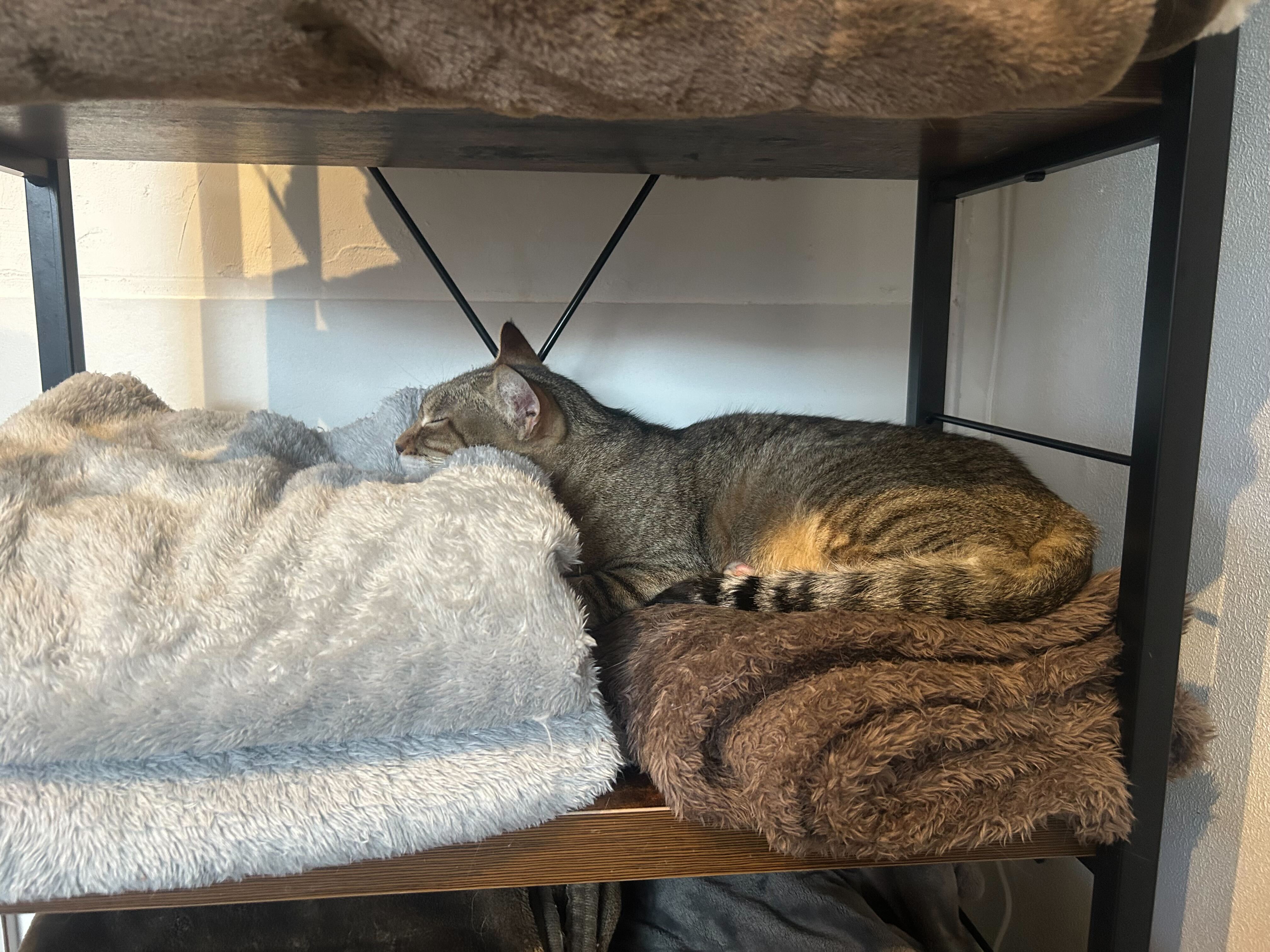 まったりモードの猫たち