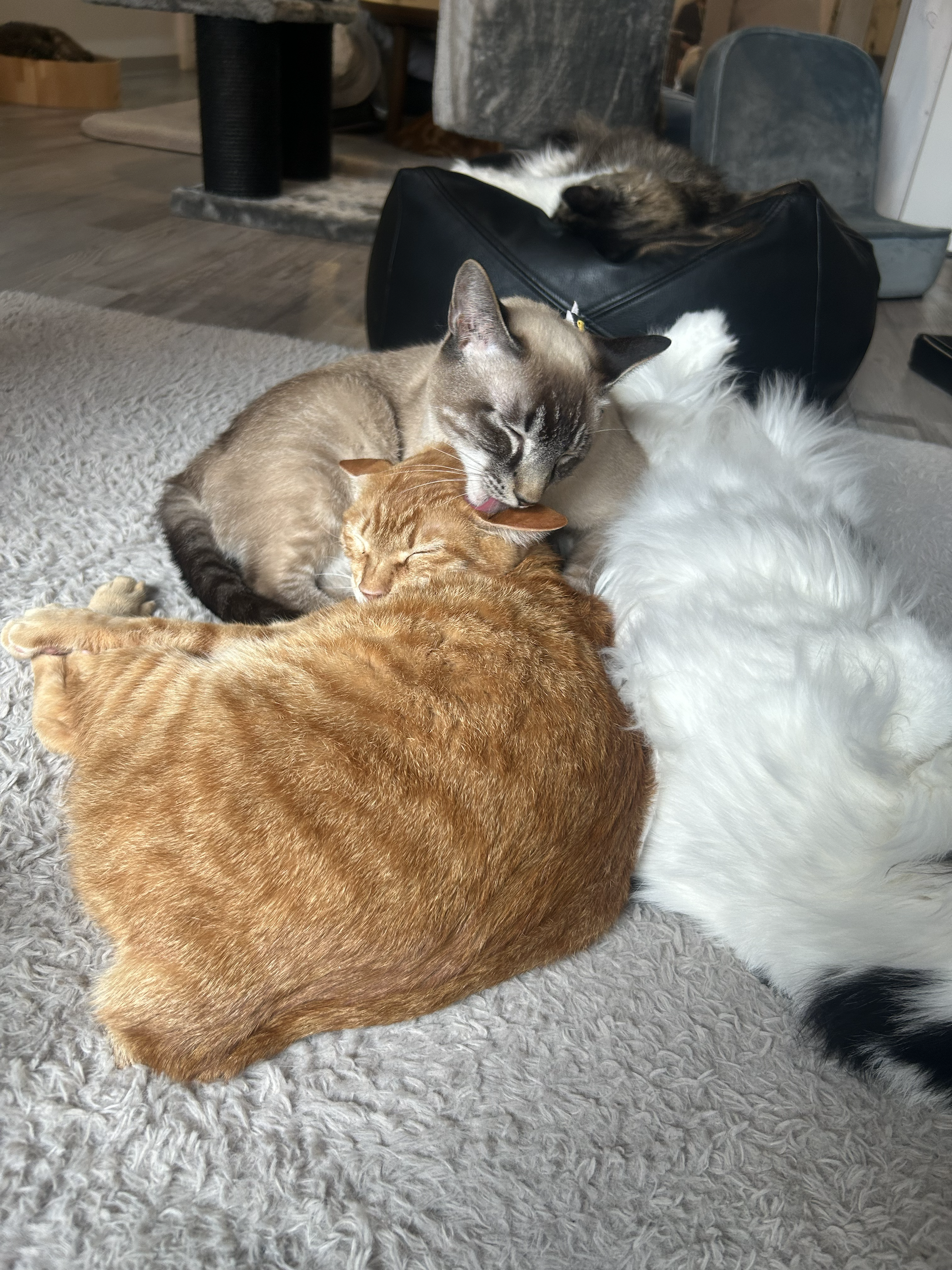 【札幌・猫カフェ】癒しの時間『猫suncafe』で猫たちと過ごす特別なひととき